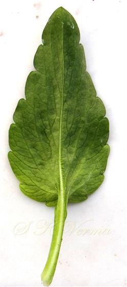  Leaf (Abaxial view)